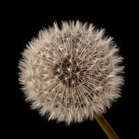 Paardenbloem pluis