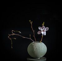 Einsame Magnolienblüte