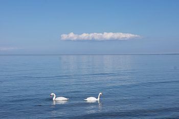 Swans on the Baltic Sea