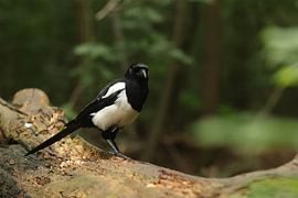 Portret van een ekster