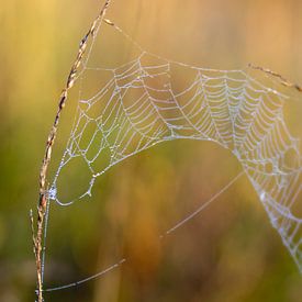 Buntes Spinnennetz von Saskia Pasman