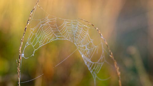 Colourful cobweb