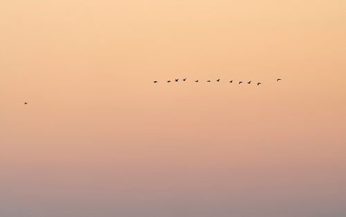 Ganzen bij zonsondergang