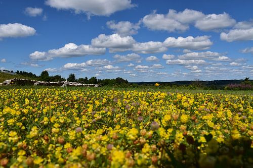 Wilde bloemen in een veld