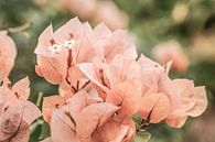 Bougainvillea nr. 3 van Adriano Oliveira thumbnail