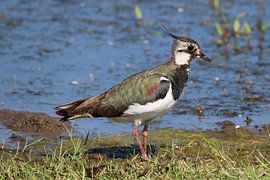 Kievit von Wierd Koops