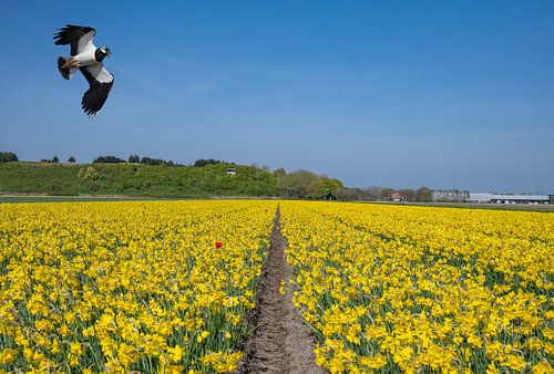 Bulb field with daffodils and lapwing. by Peter Bartelings
