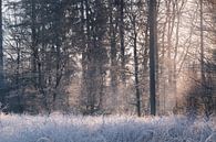 Lever de soleil forêt hiver Bakkeveen par Henk-Jan Hospes Aperçu