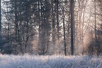 Zonsopkomst bos winter Bakkeveen