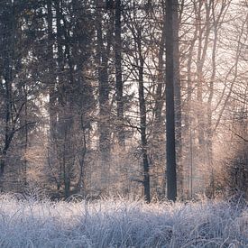 Sunrise forest winter Bakkeveen by Henk-Jan Hospes