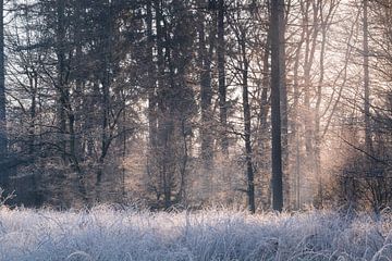 Sunrise forest winter Bakkeveen by Henk-Jan Hospes