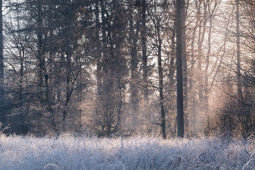 Lever de soleil forêt hiver Bakkeveen par Henk-Jan Hospes