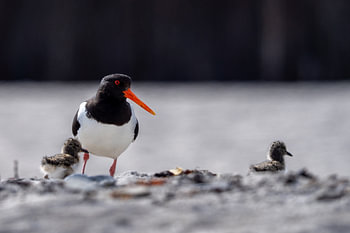 Scholekster met twee kleine kuikens op een zandstrand