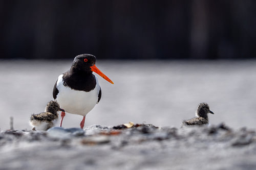 Scholekster met twee kleine kuikens op een zandstrand