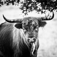 Scottish Highlander