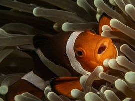 Amphiprion ocellaris sur Enak Cortebeeck