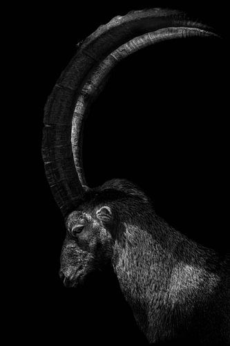 Série Capricorne sur Lens_en_Dier/Vizier Fotografie