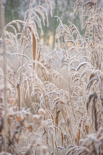 Winter nature in the Netherlands by Bianca Kramer