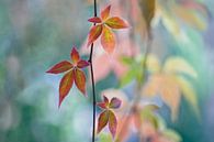 Herbst Kaleidoskop van Maria Ismanah Schulze-Vorberg thumbnail