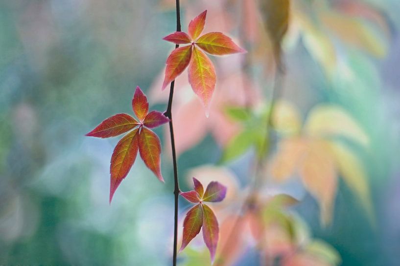Herbst Kaleidoskop van Maria Ismanah Schulze-Vorberg