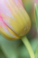 Tulp