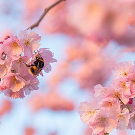 Fleur de cerisier japonaise avec un bourdon sur Jiri Viehmann