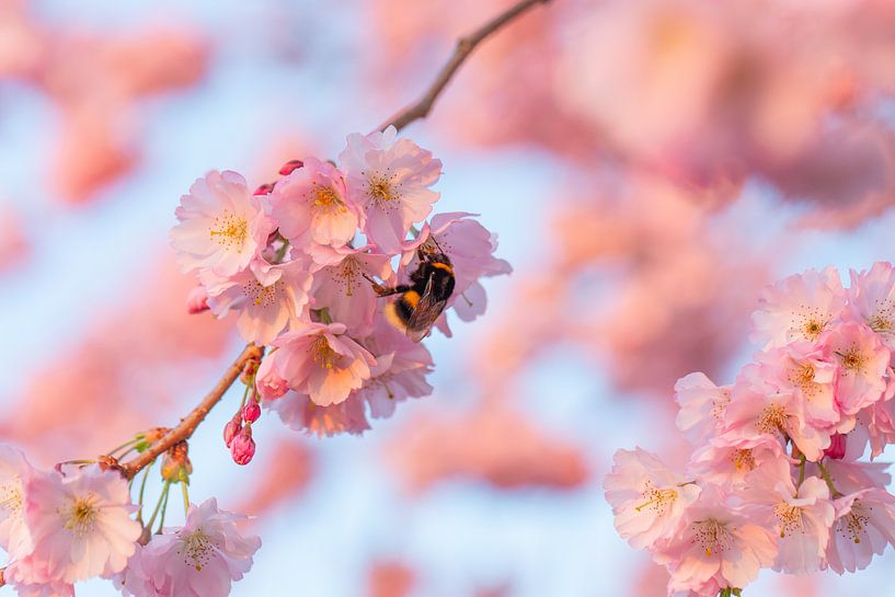 Japanese cherry blossom with a bumblebee by Jiri Viehmann