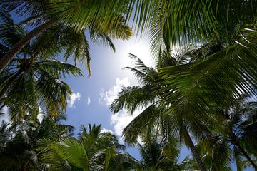 Palmbomen met een felle zon van Reis Genie