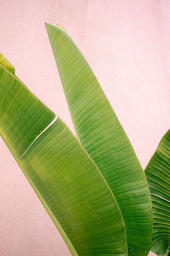 Mexico - Botanische vibes in Mexico | Groene palm voor roze muur | Reisfotografie van Raisa Zwart