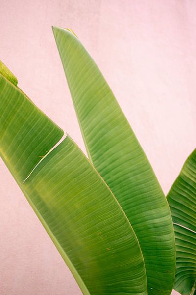 Botanical vibes in Mexico | Green palm in front of pink wall | Travel photography Mexico by Raisa Zwart