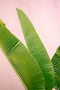 Botanical vibes in Mexico | Green palm in front of pink wall | Travel photography Mexico by Raisa Zwart thumbnail