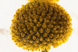 Craspedia in ice 1 by Marc Heiligenstein