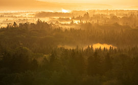 Fog magic in the Schönbuch Forest by Anselm Ziegler Photography