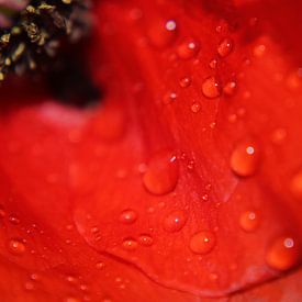 The beautiful inside of a poppy sur Janno blok