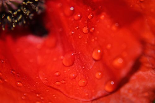 The beautiful inside of a poppy
