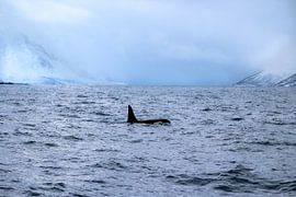 Orca in Tromsø's fjords by Anouk Kooiman