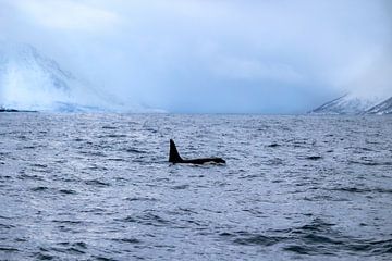 Orca in den Fjorden von Tromsø von Anouk Kooiman