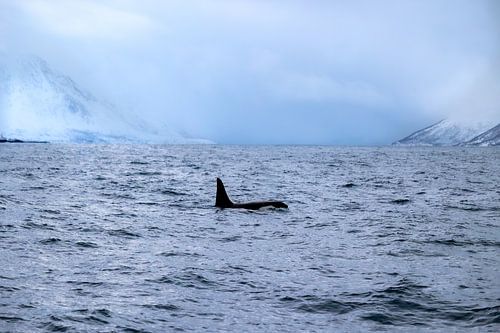 Orca in Tromsø's fjords
