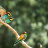 The circle of Life by gea strucks