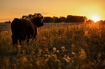 The Last Sun