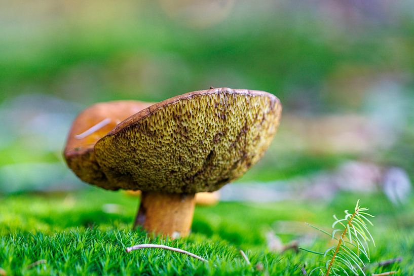 ceps by ton vogels