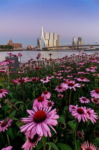 Pont Erasmus Fleurs Ligne d'horizon de Rotterdam