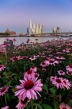Erasmusbrug Bloemen Rotterdam Skyline van Niels Dam