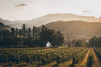 Vineyards, Franschhoek, South Africa