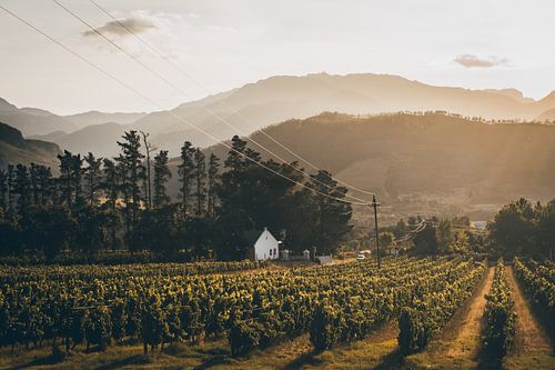 Wijngaarden, Franschhoek, Zuid-Afrika