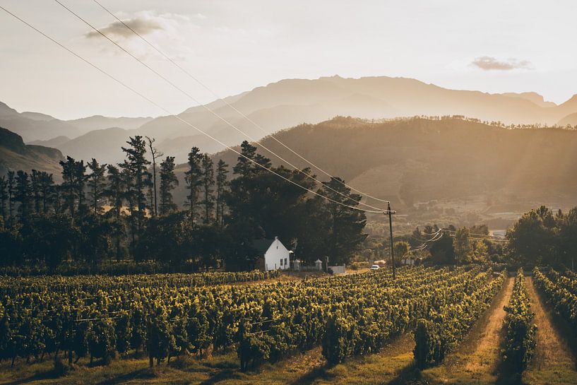 Wijngaarden, Franschhoek, Zuid-Afrika van Mark Wijsman