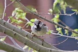 House sparrow in the village by Handgemaakt in Bunschoten