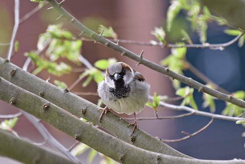 Huis mus in het dorp