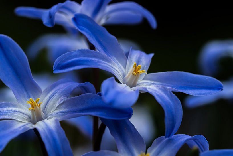 Blüten von Ralf Hickmann