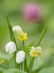 Cloche d'été avec visiteur